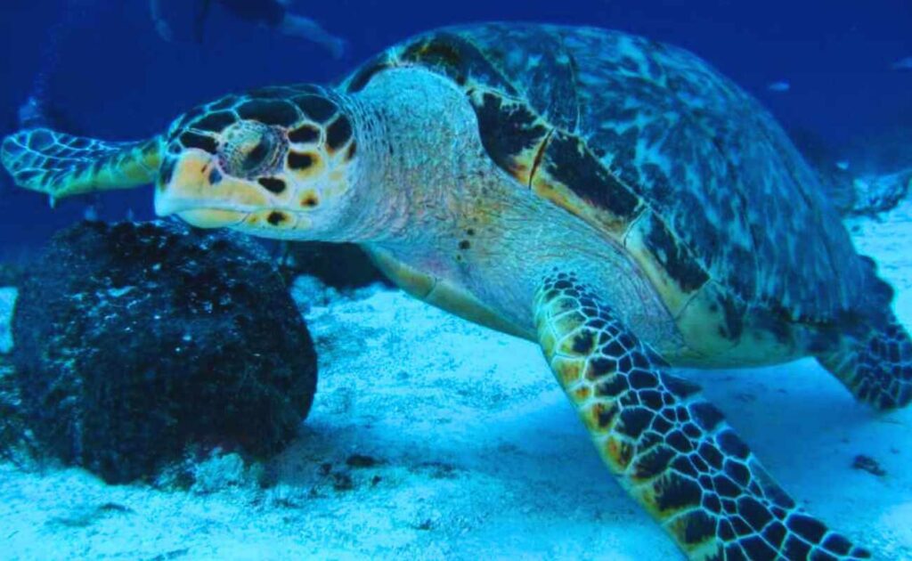 Loggerhead turtles are easy to spot in Crete.