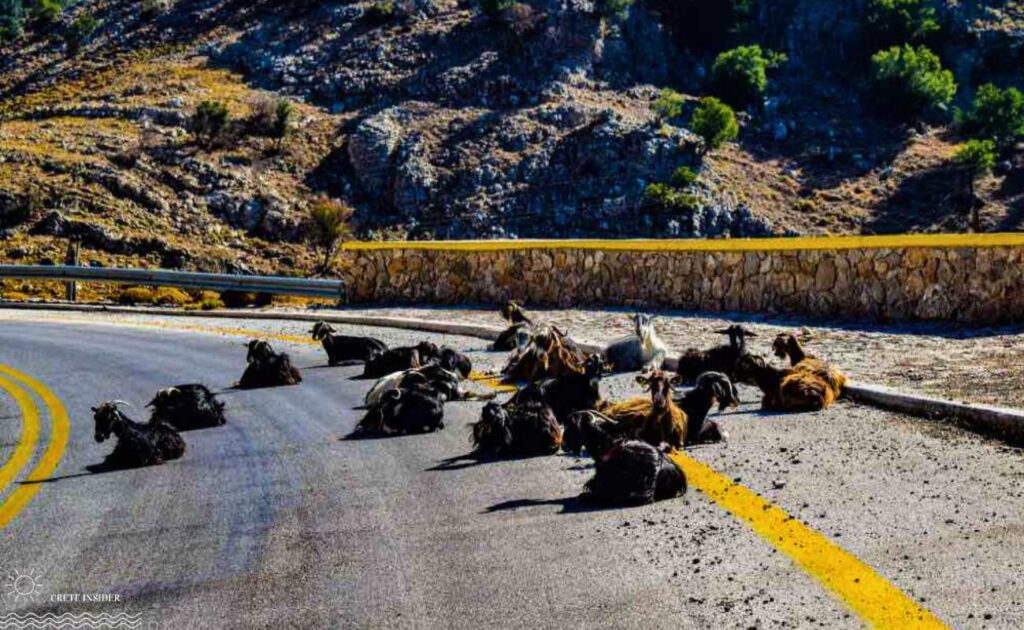 goats in Crete