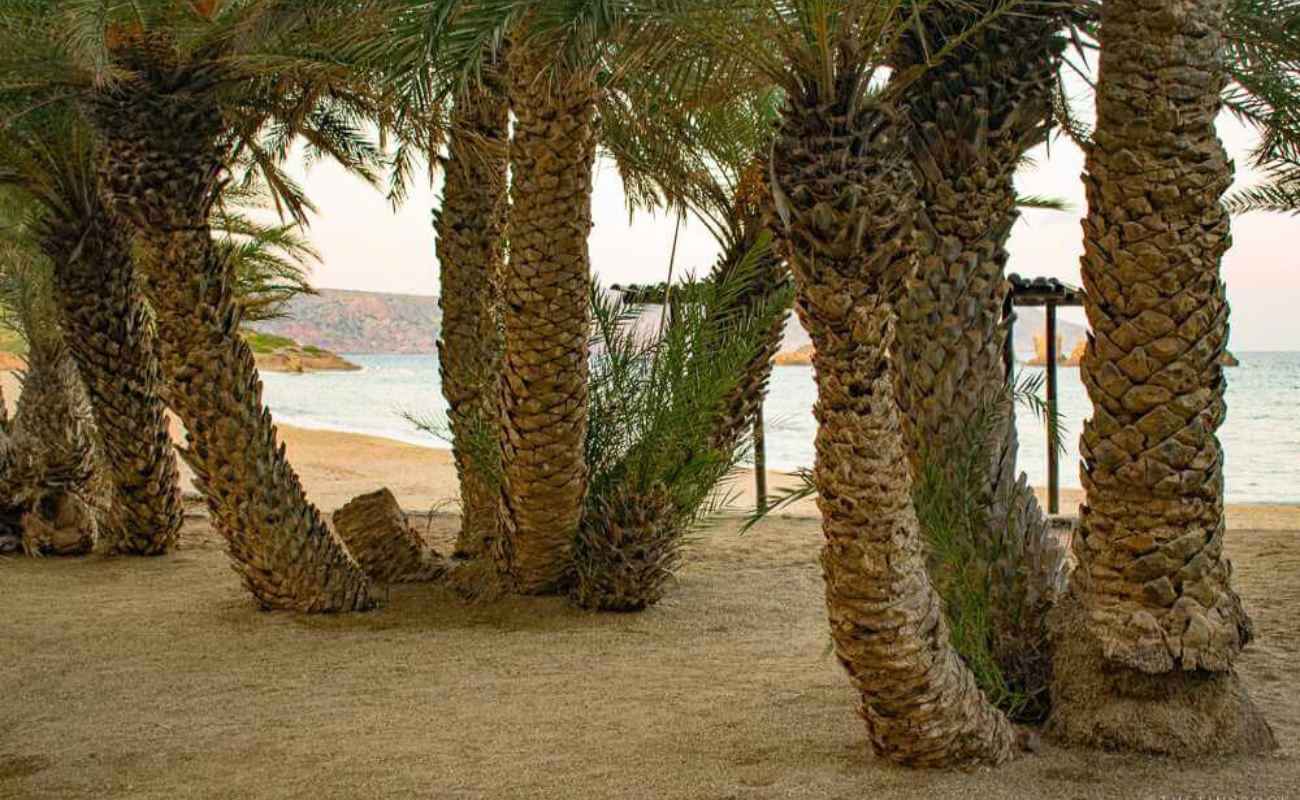 Why You Should Visit the Fantastic Vai Palm Beach, in Crete | Crete Insider