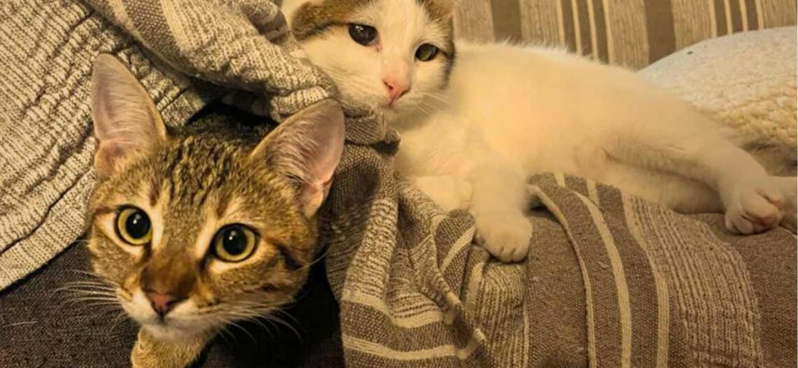 PET FRIENDLY HOTELS IN CRETE (1)