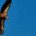 Birdwatching In Crete
