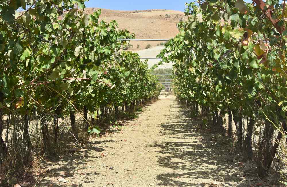 heraklion winery vineyard crete